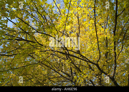 Frankreich Isere Ruy bunte Bäume im Herbst Stockfoto