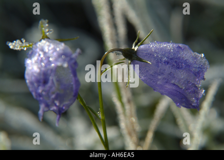 Gefrorene Tautropfen auf zwei lila Bell Blumen Campanula scheuchzeri Stockfoto