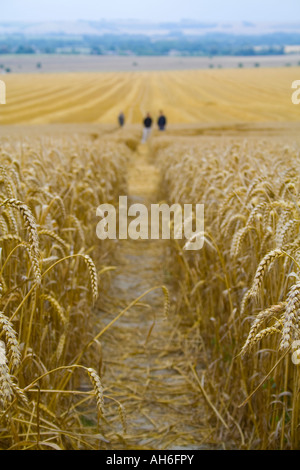 Heu-Feld Stockfoto