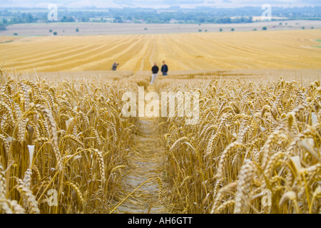 Crop circles Devon Stockfoto