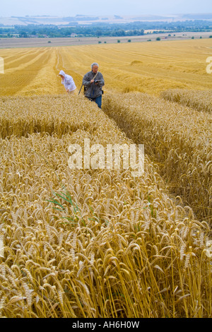 Crop circles Devon Stockfoto