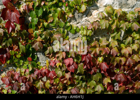 Boston-Efeu Parthenocissus Tricuspidata Laub auf Steinscheune rot im Herbst Stockfoto