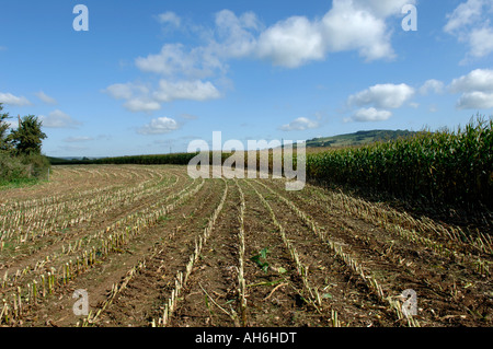 Stoppeln und Reife Schnittmais Ernte bei der Ernte Devon Stockfoto