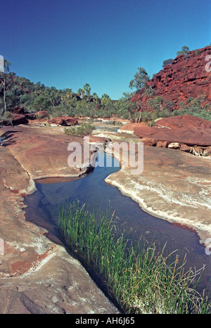 Palm Valley Finke River Gorge National Park NT Northern Territory Australien NT44 33 Stockfoto