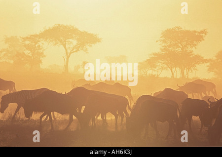 Weißen bärtigen Wildebeast Migration Connochaetes taurinus Stockfoto