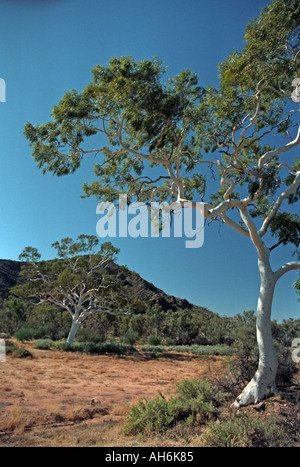 Ghost Gum eukalyptus Papuana Central Australia in der Nähe von Alice Springs Northern Territory NT56 22 Stockfoto