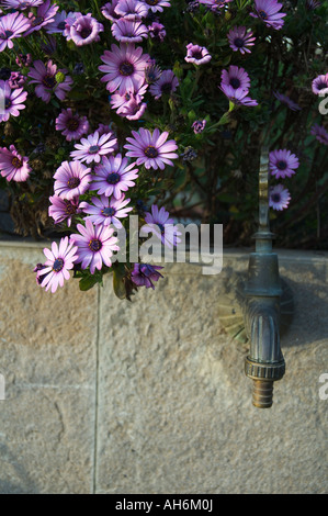 Lila afrikanischen Margeriten und alten Wasserhahn Stockfoto