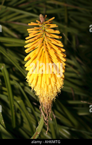 Red Hot Poker/Fackel Lily, Sorte 'Cobra'-Kniphofia Ensifolia Stockfoto