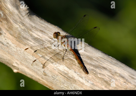 Weibliche vagrant Darter sitzen in der Sonne (Sympetrum Vulgatum, weiblich) Stockfoto