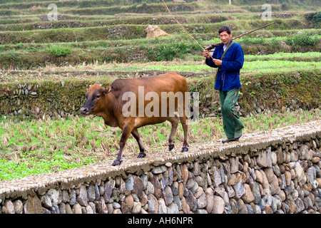 Dong-Mann mit alte Gewehr zu Fuß Kuh zurück aus Weide Zhaoxing China Stockfoto