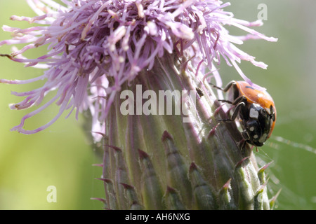 7 Punkt-Marienkäfer (Coccinella 7-Trommler) auf Distel Kopf, UK Stockfoto