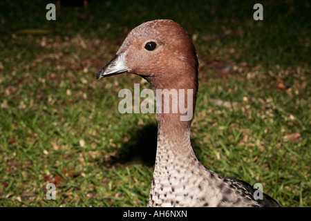 Mähne Gans männlich-Chenonetta Jubata-Familie Anatidae Stockfoto