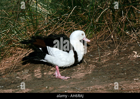 Australische Radjah Brandgans/Red-Backed Radjah Brandgans/Burdekin Ente - Tadorna Radjah rufitergum Stockfoto