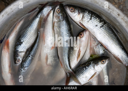 Schüssel mit kleinen Fischen zum Verkauf auf den Straßen von Kathmandu, Nepal Stockfoto