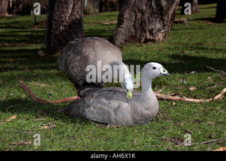 Cape kargen Gans paar während der Paarung Ritual-Cereopsis novaehollandiae Stockfoto