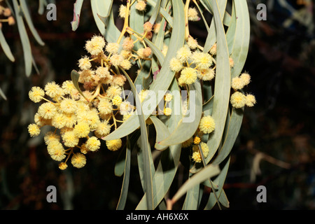 Manna-Akazie Baum - Acacia Daphnifolia [syn.microbotyra] Stockfoto