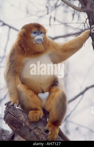 Männlichen goldenen Brüskierung Nase Affe Stockfoto