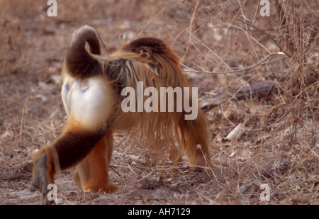 Männlichen goldenen Stupsnase Affe Stockfoto