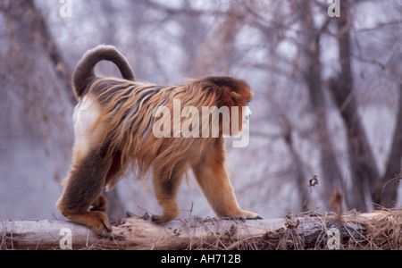 Männlichen goldenen Stupsnase Affe Stockfoto