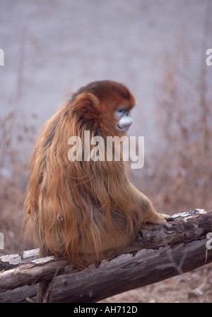 Männlichen goldenen Stupsnase Affe Stockfoto