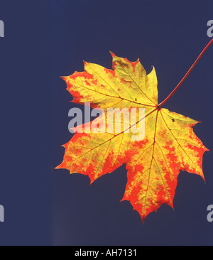 Spitz-Ahornblatt im Herbst Stockfoto