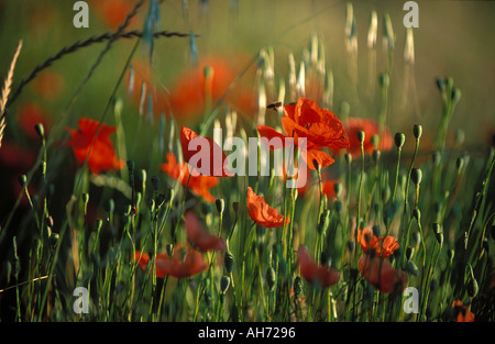 Mohn mit Biene Provence Frankreich Stockfoto