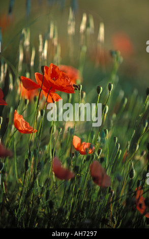 Mohn mit Biene Provence Frankreich Stockfoto