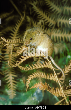 Ernten Sie, Maus Klettern auf einem Farn Wedel Stockfoto