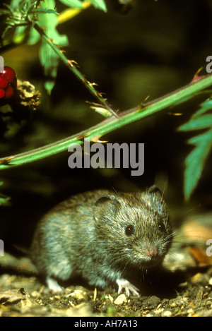 Rötelmaus ein klassisches portrait Stockfoto
