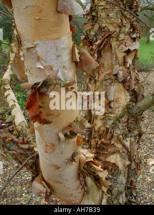 Betula Nigra The River Birch Peeling Rinde Stockfoto