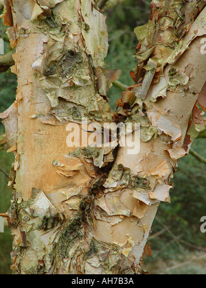Betula Nigra The River Birch Peeling Rinde Stockfoto