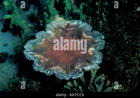 Quallen (Cyanea Capilata) in einem Rock Pool. Stockfoto