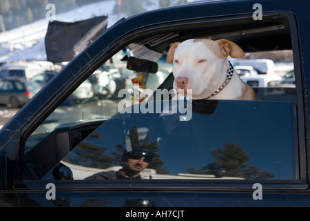 Hund in ein Sport Utility vehicle Stockfoto