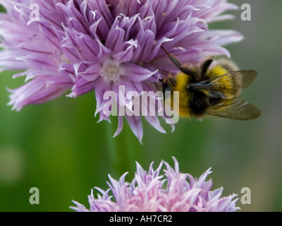 Nahaufnahme von Hummel (Bombus Pratorum) auf Blume Schnittlauch (Allium Schoenoprasum), England Stockfoto