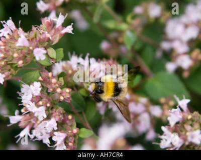 Nahaufnahme von Hummel auf blühenden Thymian Stockfoto