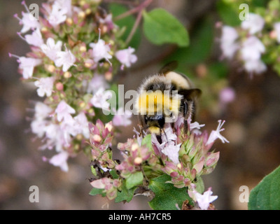 Nahaufnahme von Hummel auf blühenden Thymian Stockfoto