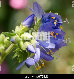 Nahaufnahme von Jacobs Ladder Himmelsblumen (Polemonium Caeruleum, griechische Baldrian, Pflanze, Nächstenliebe), England Stockfoto