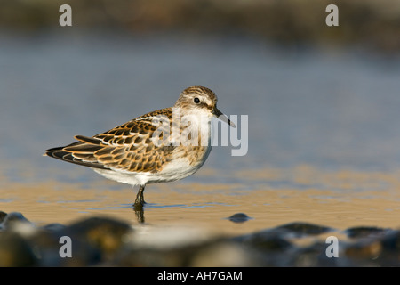 Kleinen Stint Calidris Minuta Fütterung in Strand pools Salthouse norfolk Stockfoto