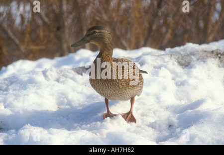 Mallard Ente stehend auf Schnee Stockfoto