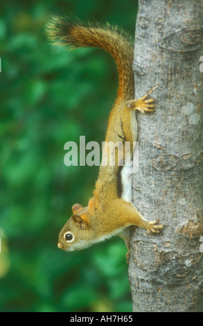 Eichhörnchen auf Baumstamm Stockfoto