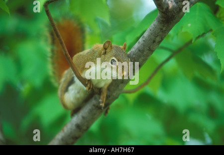 Eichhörnchen auf Ast Stockfoto