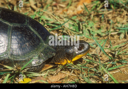 Hautnah auf den Kopf eines Blanding s Schildkröte Stockfoto