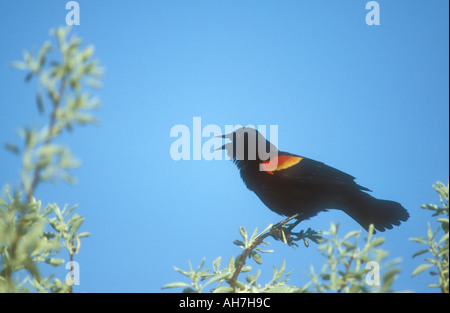 Red winged Blackbird männlichen Gesang Stockfoto