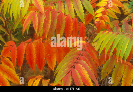 Staghorn Sumach verlässt in vollen Farben des Herbstes Stockfoto