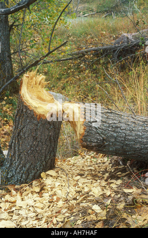 Amerikanischer Biber Schaden an einem Baum Stockfoto