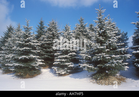 Weihnachtsbaum-Plantage mit Schnee bedeckt Stockfoto