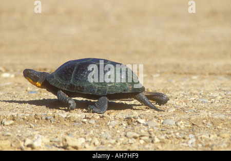 Öffnen Sie Blanding s Schildkröte zu Fuß schnell über Boden Stockfoto