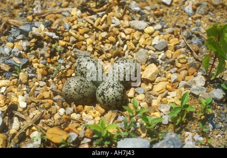 Killdeer nest mit Eiern in der Regel in Steinen Stockfoto