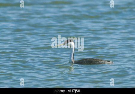 Westlichen Grebe Stockfoto