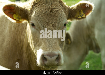 Kuh Rinder Rindfleisch Steak in Steuern Feld Nutztierhaltung Landwirtschaft Landwirtschaft Landwirt Maff Defra Ohrmarke Stockfoto